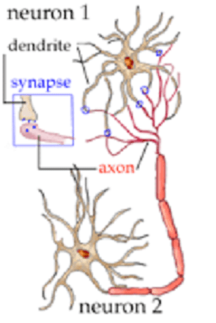 connected neurons with myelinated Axon connected dendrite