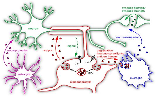 neuron-glia-framework